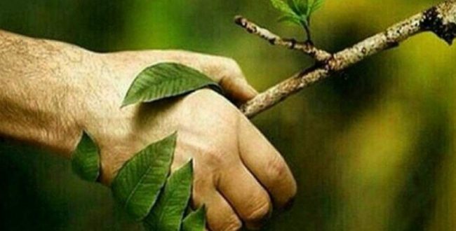 فعال محیط زیست: تا ۵۰ سال آینده تمامی جنگل‌های ایران از بین می‌رود