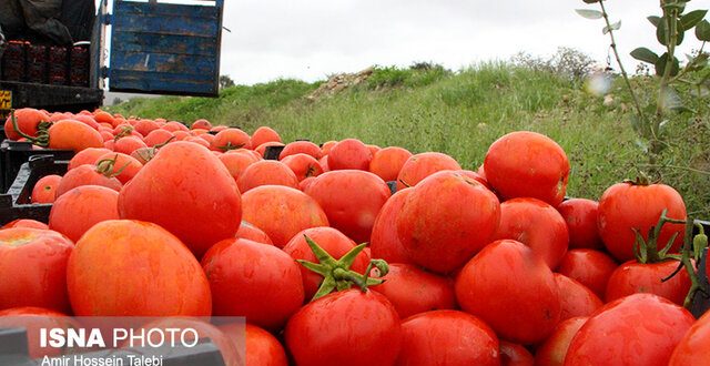 عوارض صادرات گوجه فرنگی ۵۵ درصد شد
