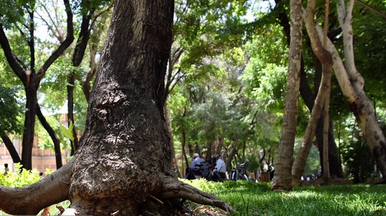 وجود بیش از۲۵۰۰ درخت با بن ۲ تا ۸ متری در تهران/ لزوم ثبت اطلاعات درختان در«تهران من»