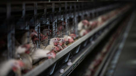 مشاهده اولین مورد آنفلوآنزای مرغی در اسپانیا این بیماری دست از سر جهان برنمی‌دارد؛ آیا دلیلی برای نگرانی وجود دارد؟