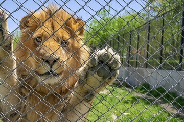 تصویر عجیب از شیر لاغر در باغ وحش مشهد/ پاسخ مسئولان باغ وحش
